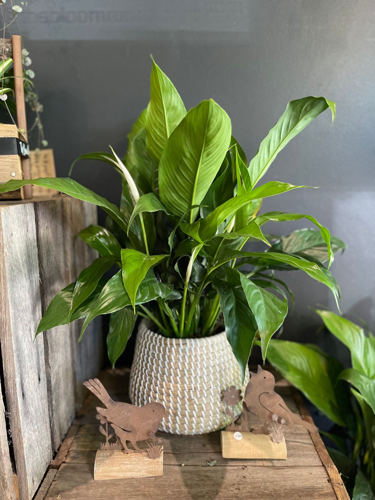 variegated peace lily