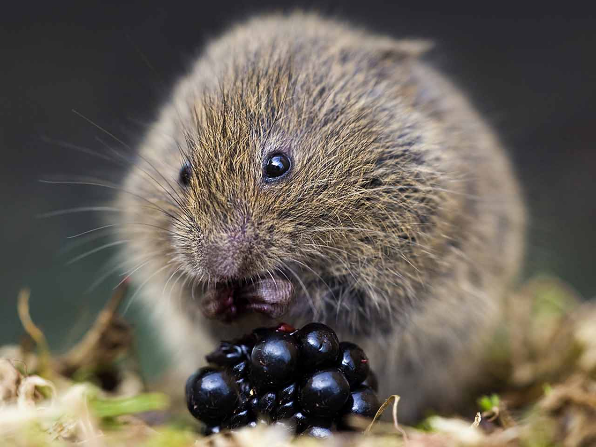 vole mouse eating berries