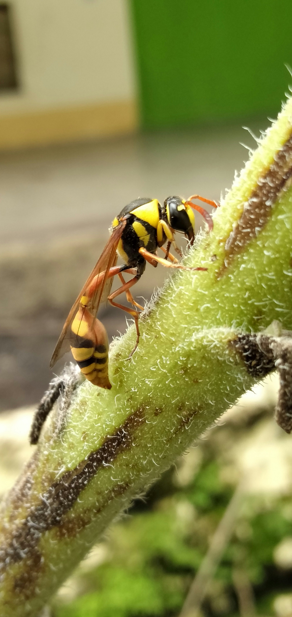 wasp on plant stem