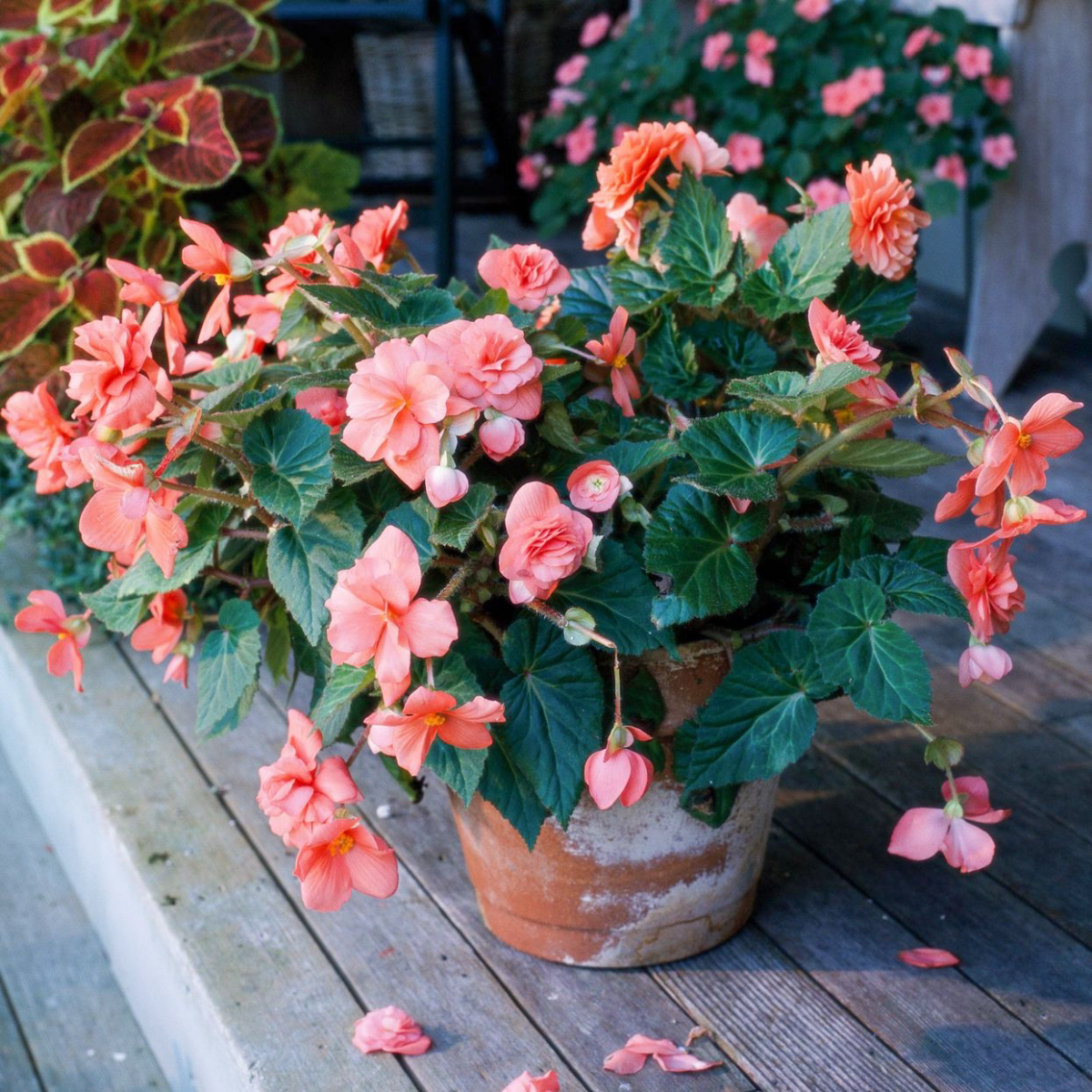 weeping begonia pink