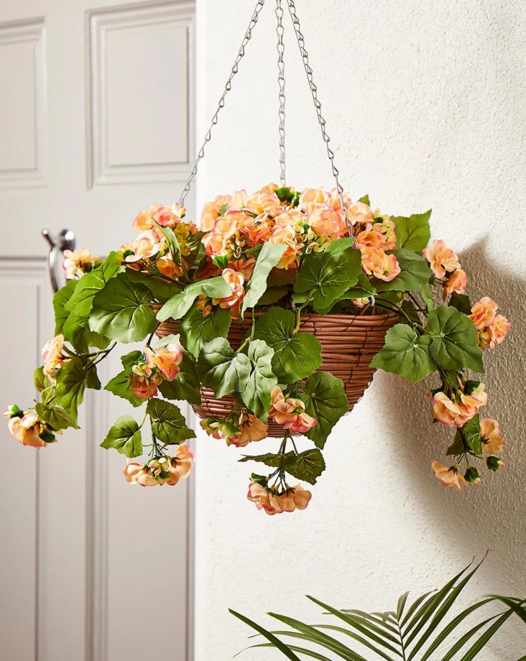 weeping begonia plant hanging