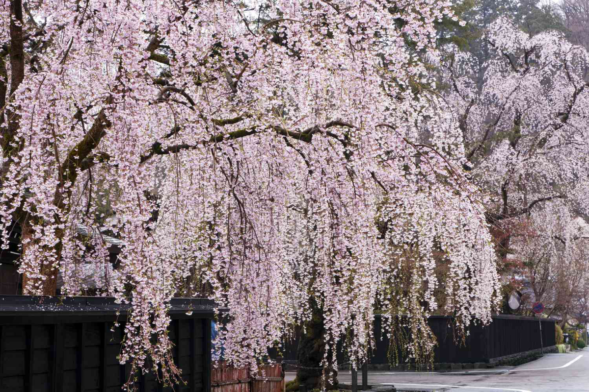 weeping cherry tree light pink