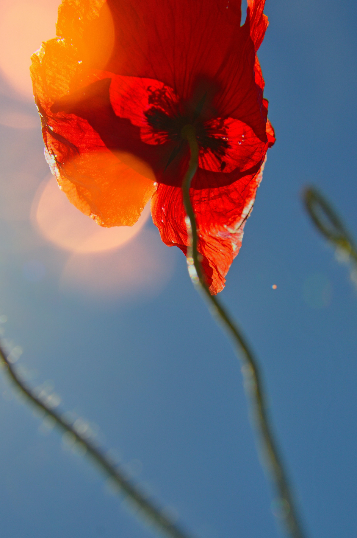 what do poppies symbolize
