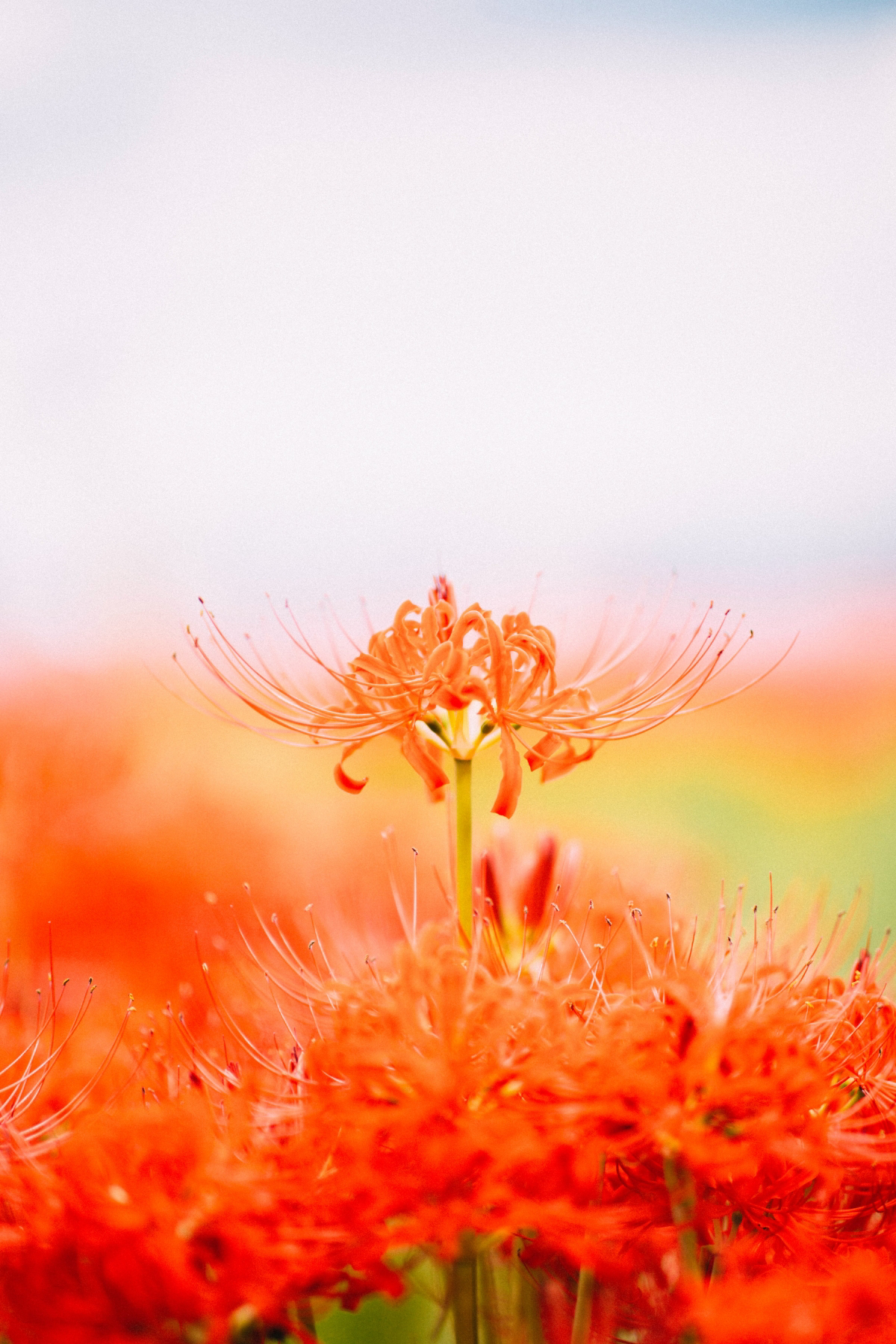what do red spider lilies symbolize