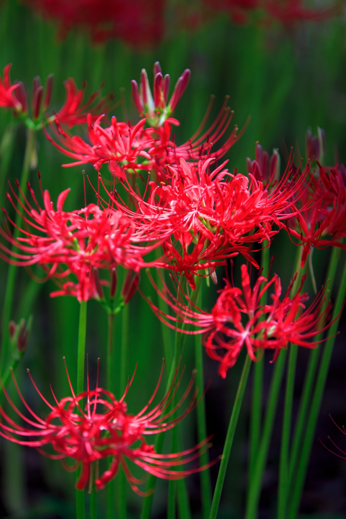 what does red spider lily symbolize