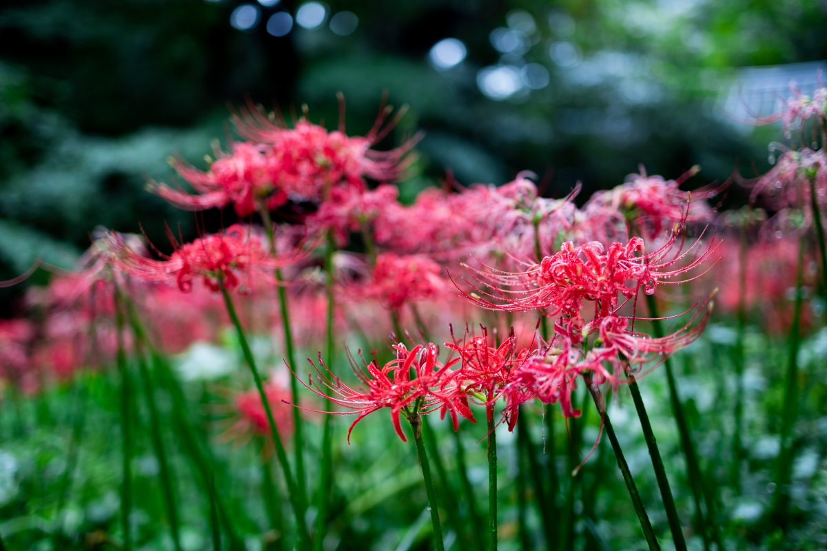 what does the red spider lily symbolize