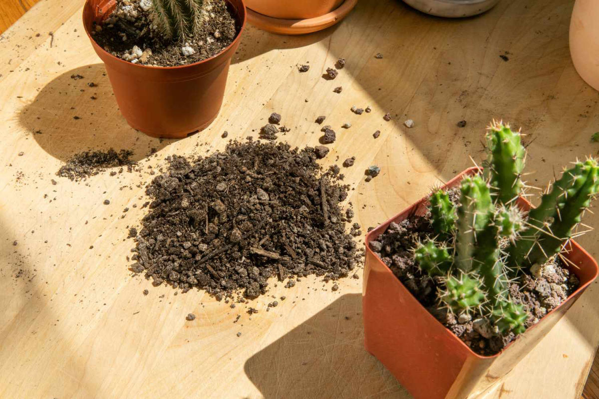 what is cactus soil cacti with soil