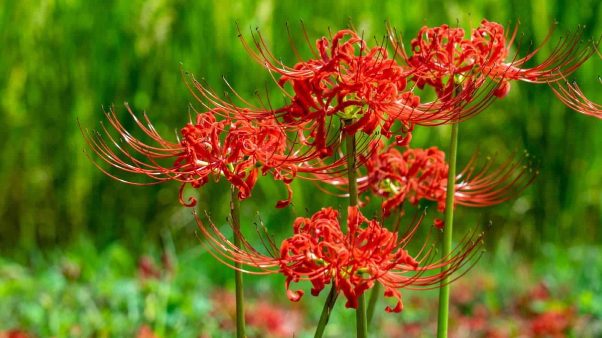 what is red spider lily in japanese