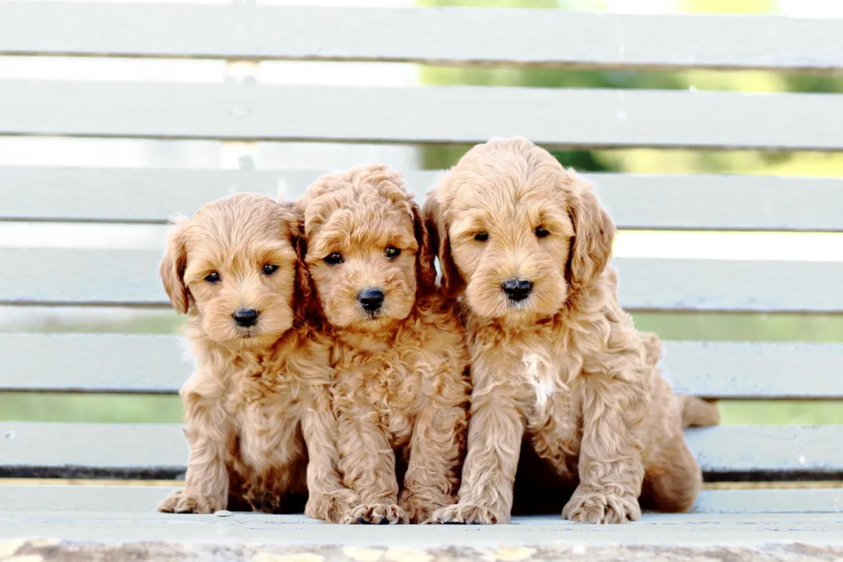what type of dog is a mini golden doodle