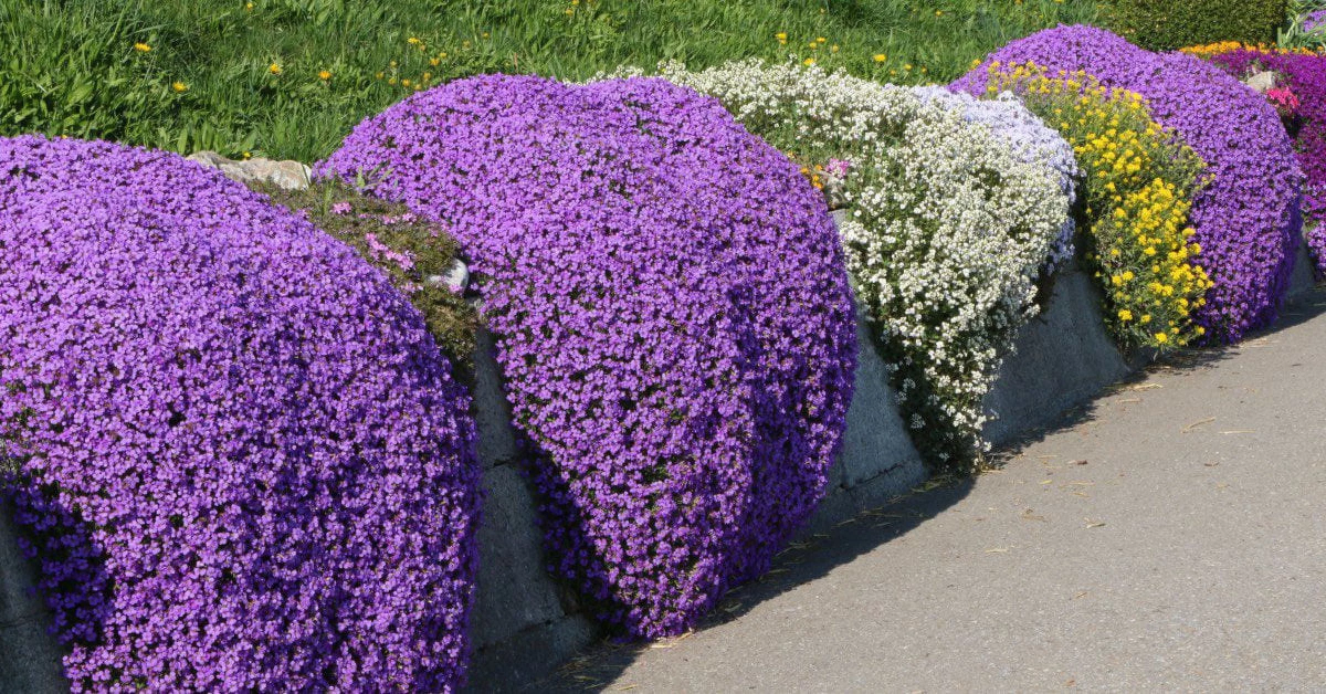 when to plant creeping thyme.jpeg