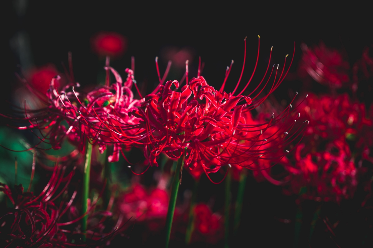 where do red spider lilies grow