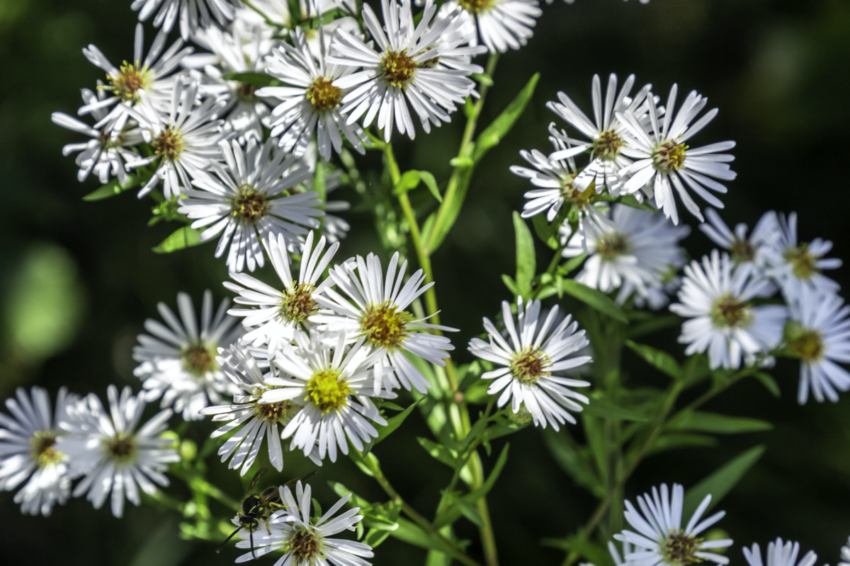 white aster flowers