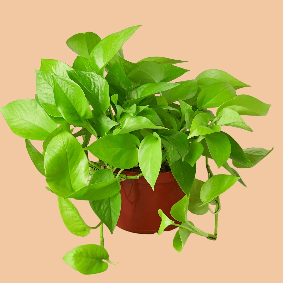 Nurturing Nature’s Neon: How to Take Care of a Neon Pothos Plant