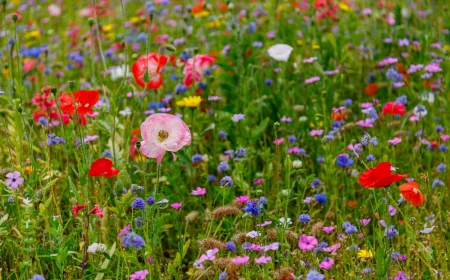 wildflower lawns and meadows