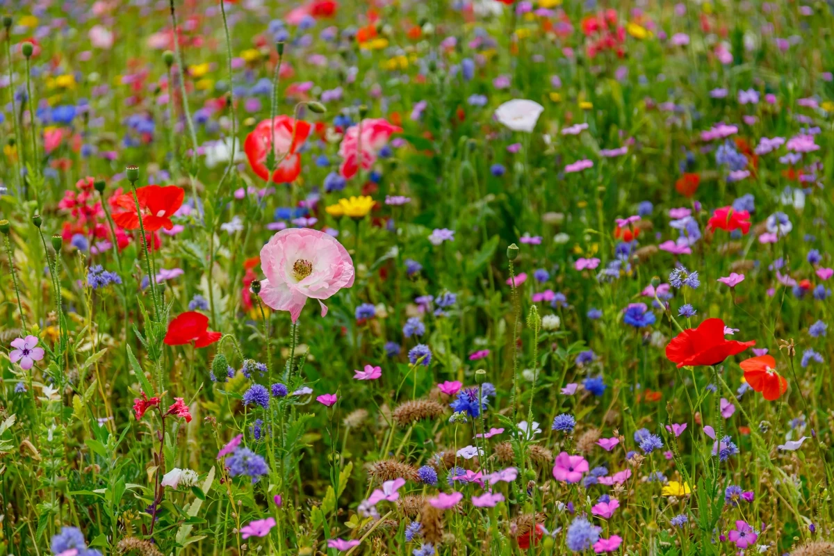 wildflower lawns and meadows