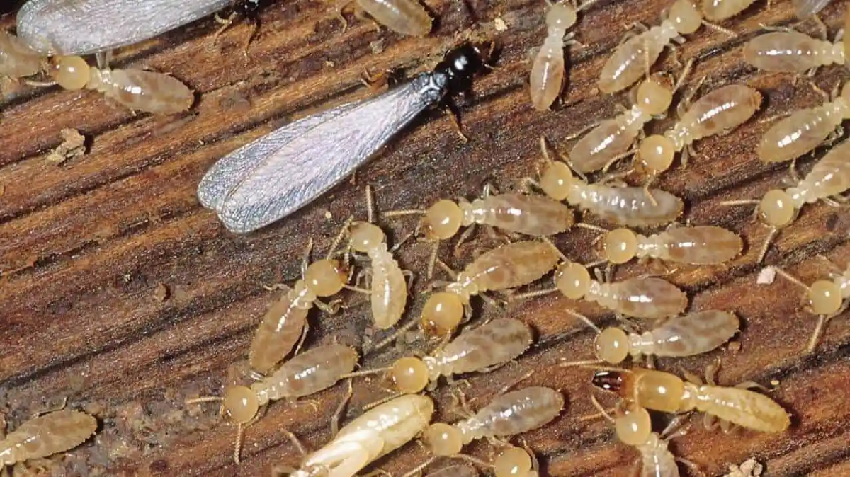 winged and normal termites on wood