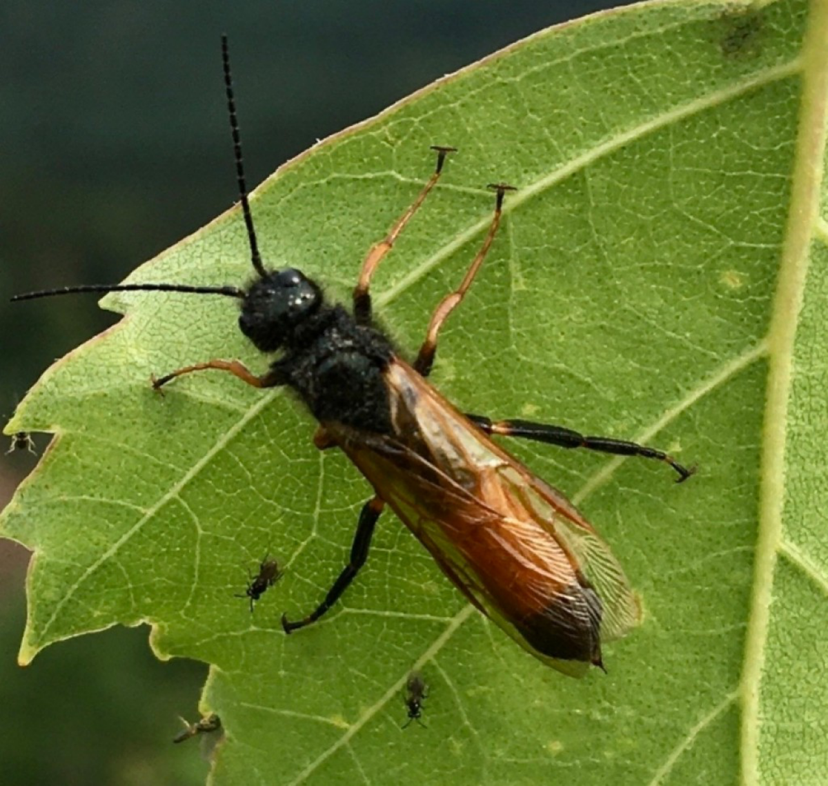 wood wasp on leaf