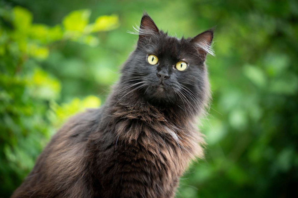 10 Of The Most Beautiful Brown Cat Breeds