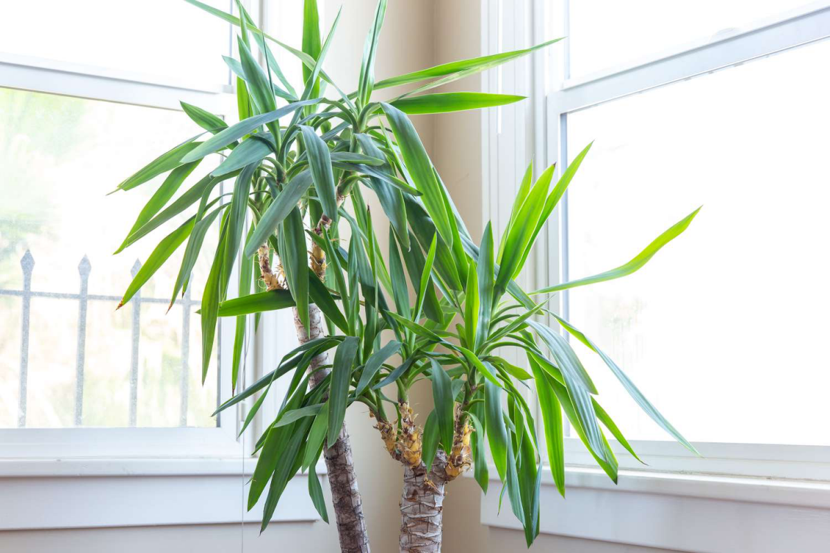 yucca plant growing guide