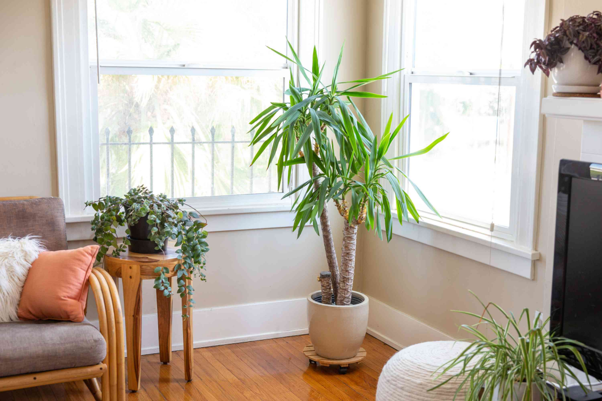 yucca plant in living room