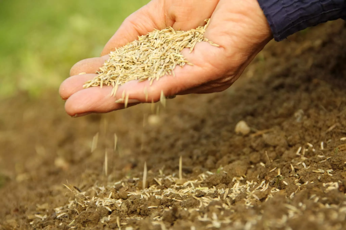 Looking For A Fast-Growing Grass Seed? Here Are The 8 Best Seeds