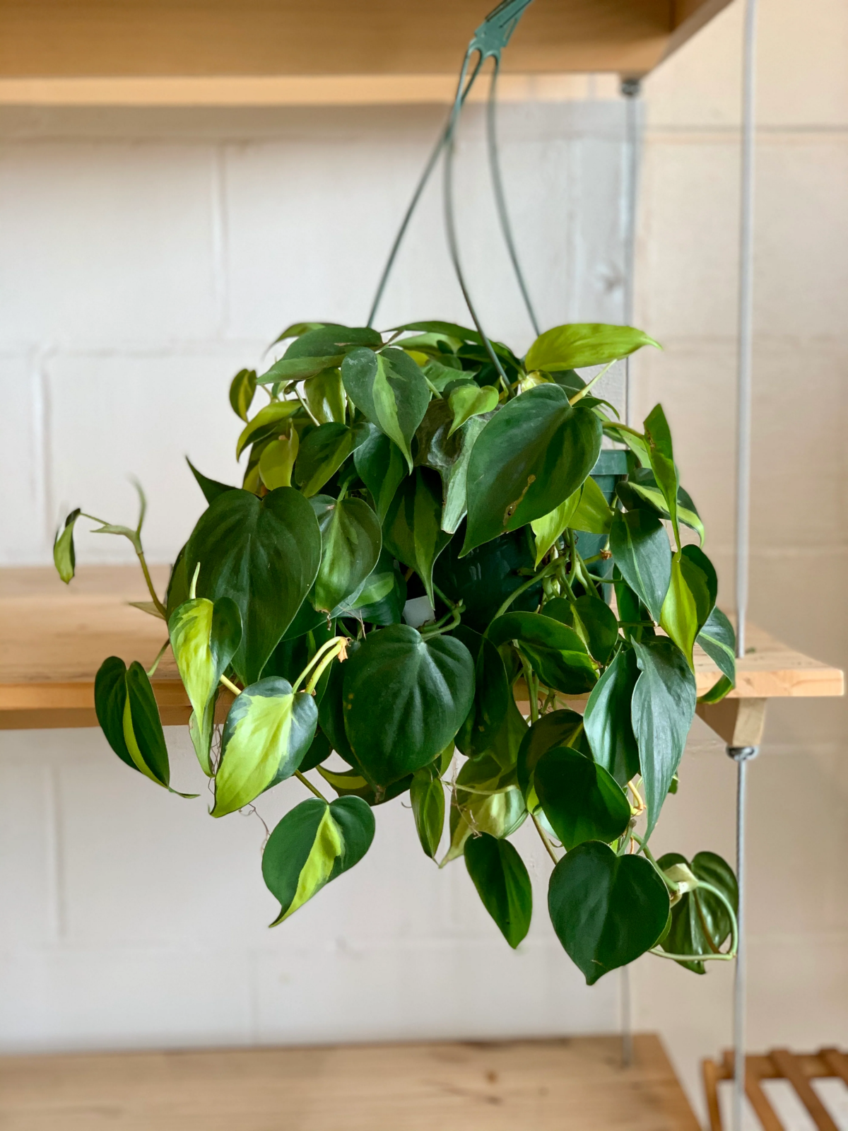 philodendron brasil plant at home