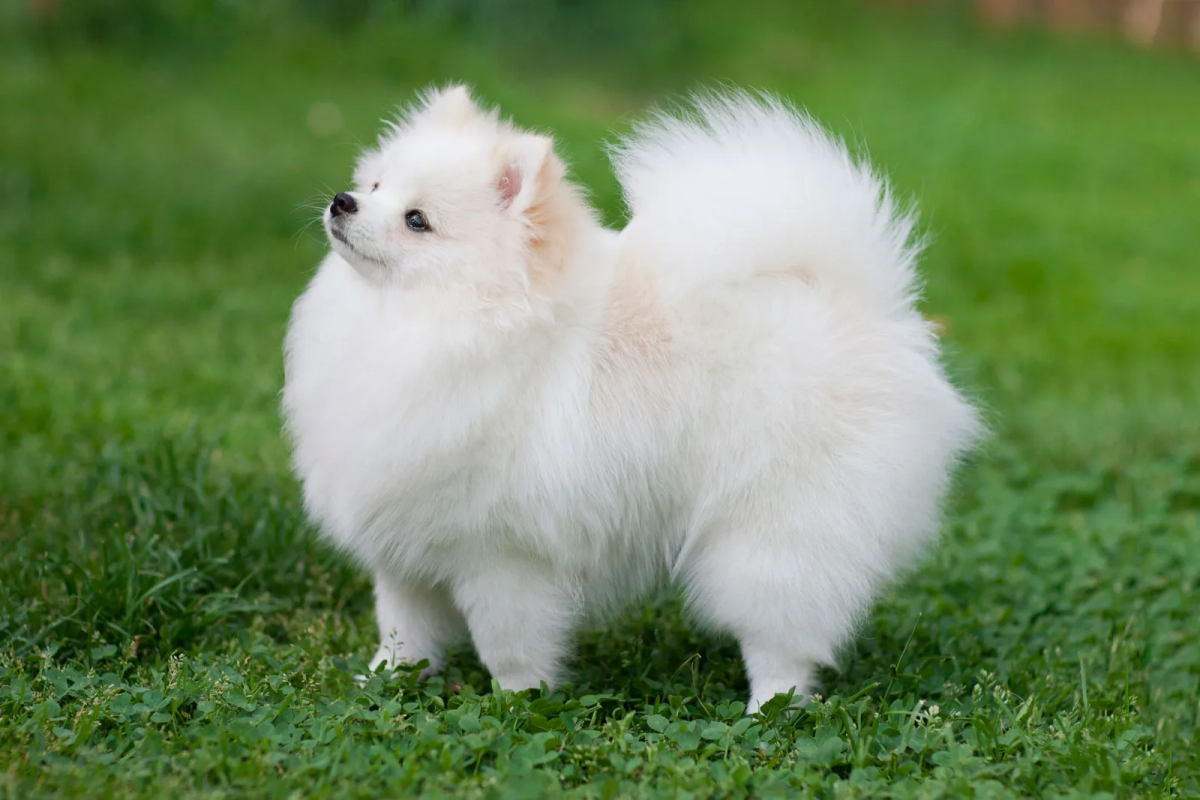 pomeranian dog with white fur