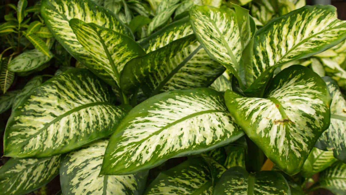 are ferns toxic to cats dumb cane plant leaves