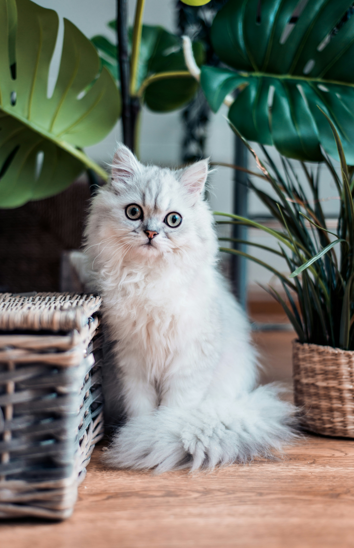 are ferns toxic to cats white siamese cat standing in between plants