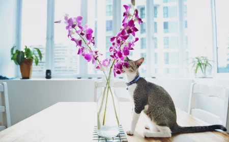 are orchids toxic to cats cat and pink orchid
