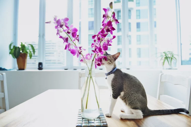 are orchids toxic to cats cat and pink orchid