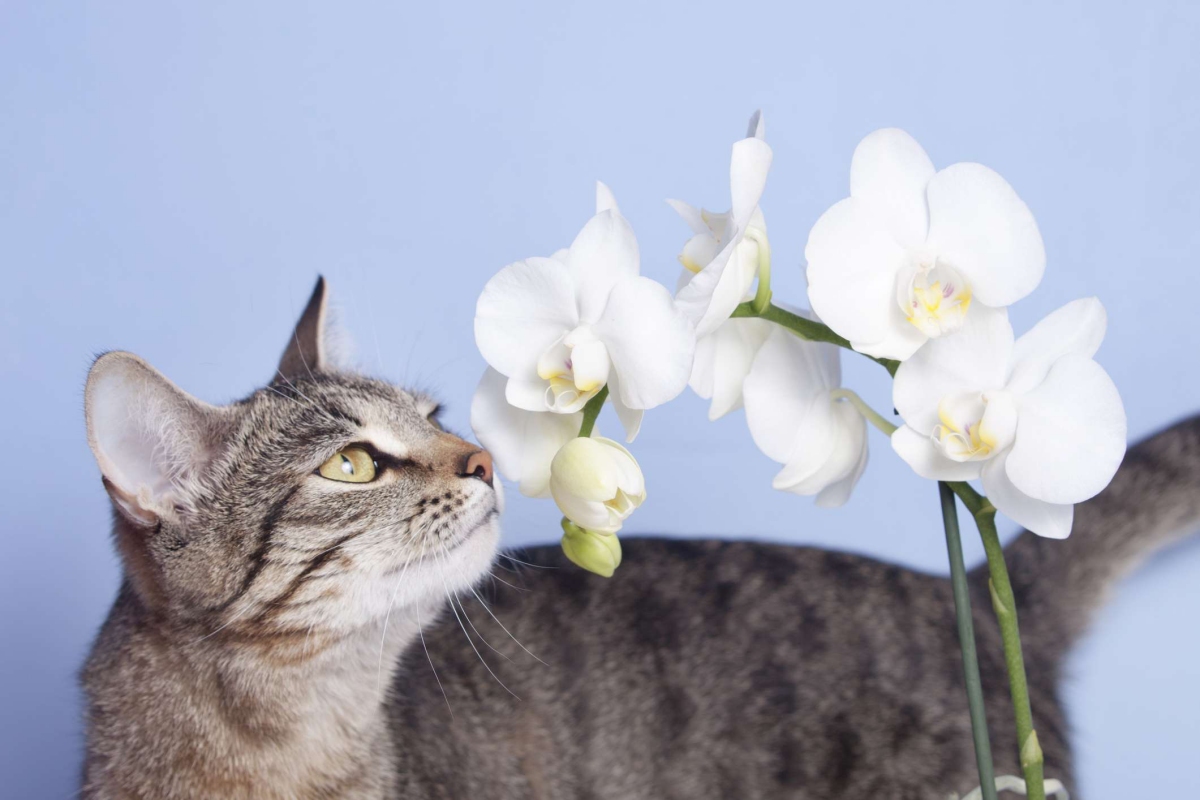 are orchids toxic to cats cat sniffing orchid