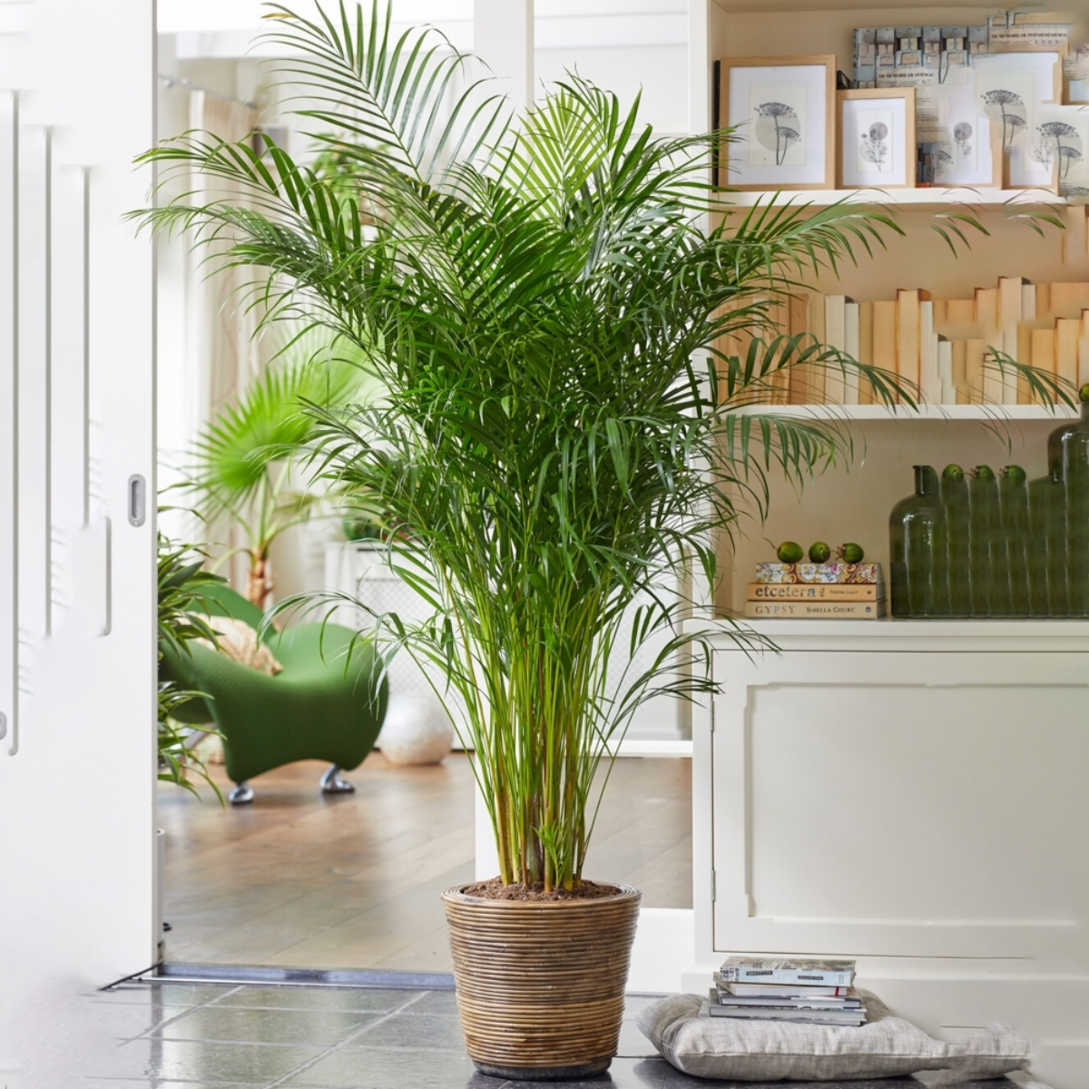 areca palm at home