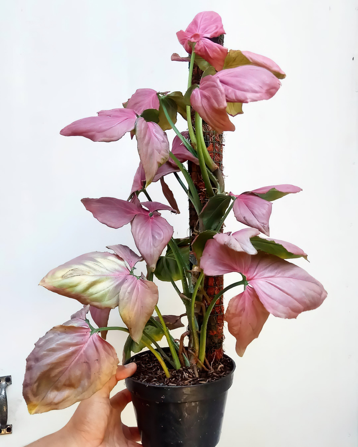 arrowhead plant pink problems