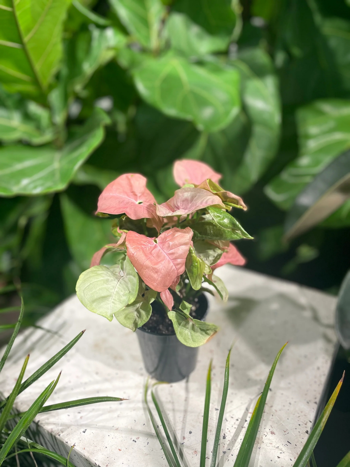 arrowhead plant with pink