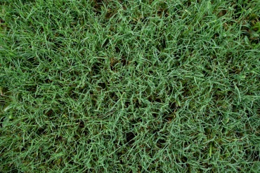 bermuda grass on lawn