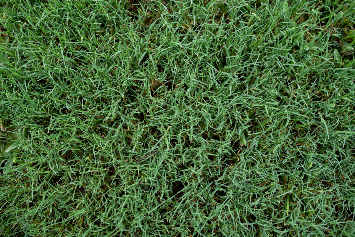 bermuda grass on lawn
