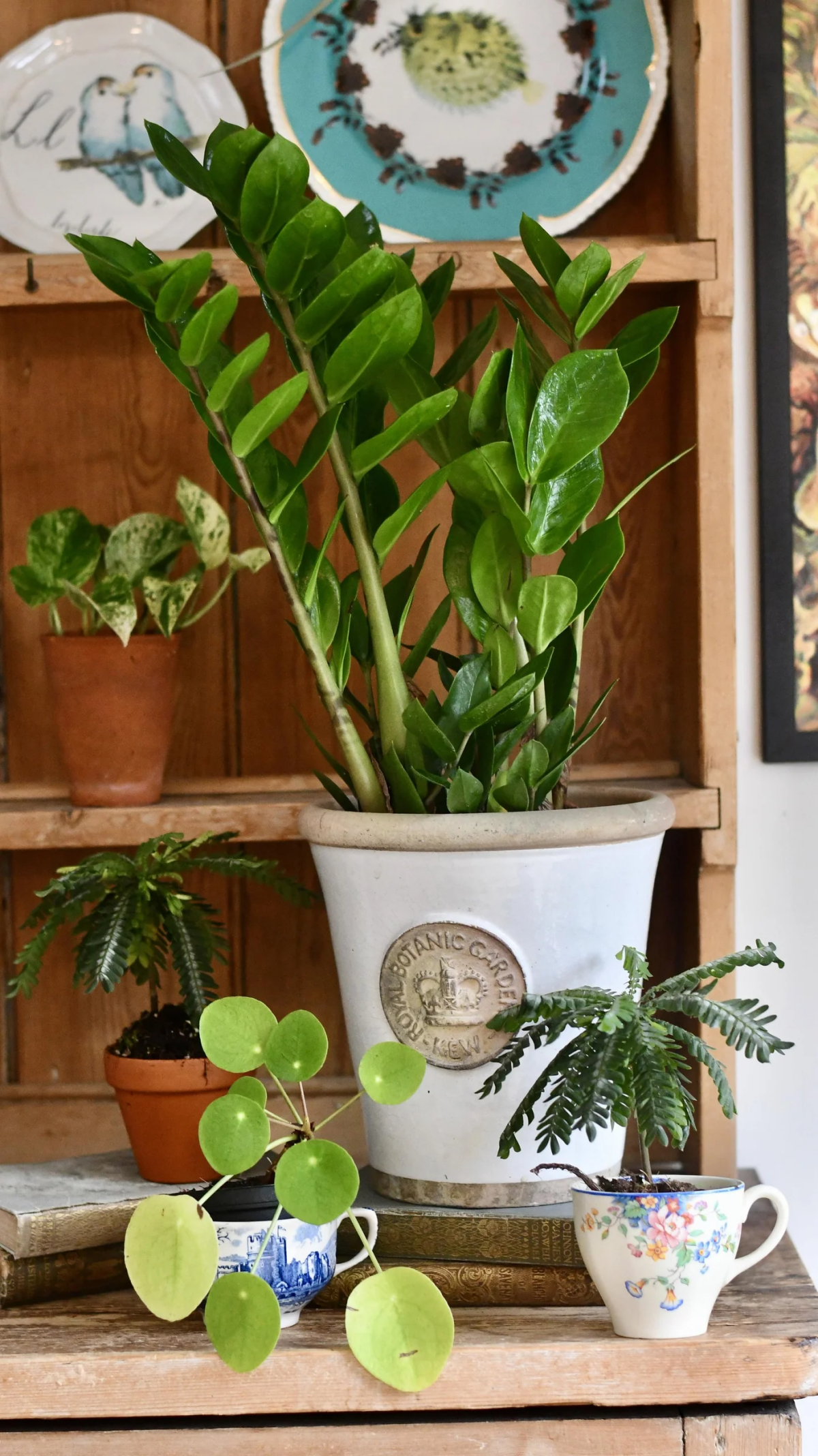 best hanging indoor plants for low light