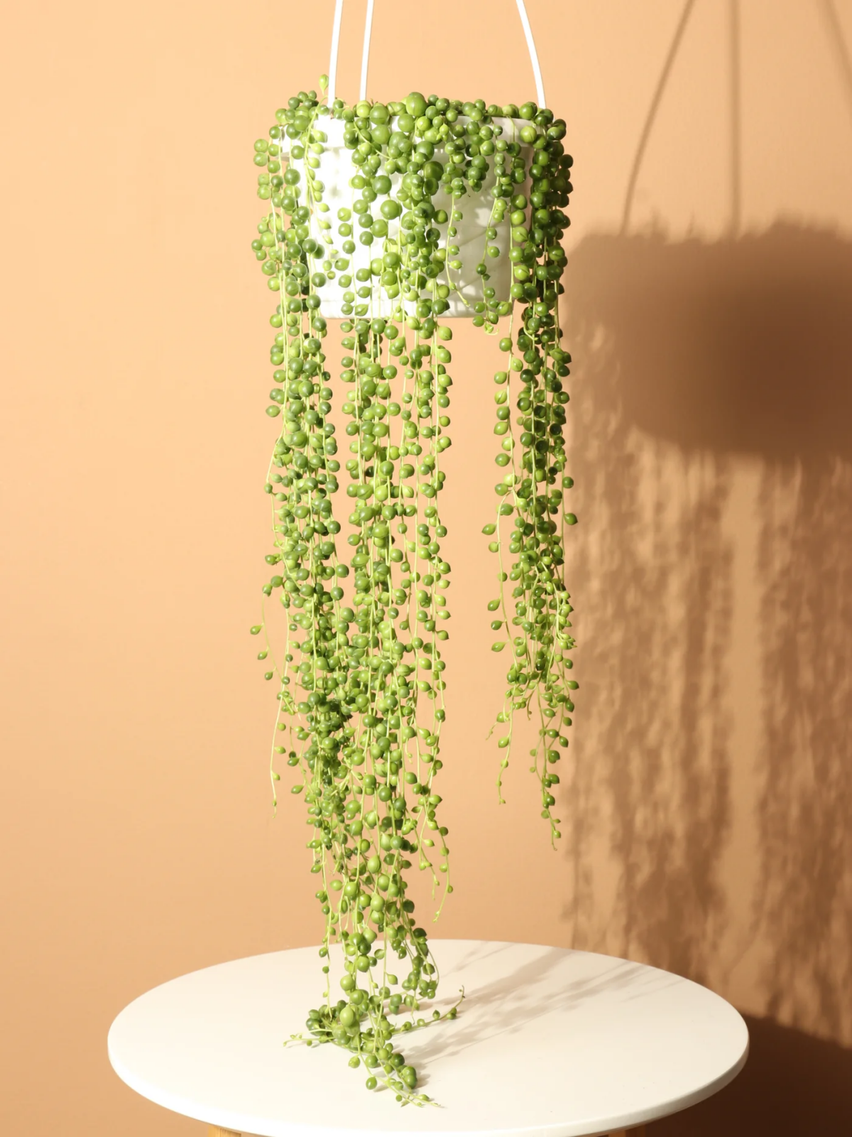best hanging low light plants
