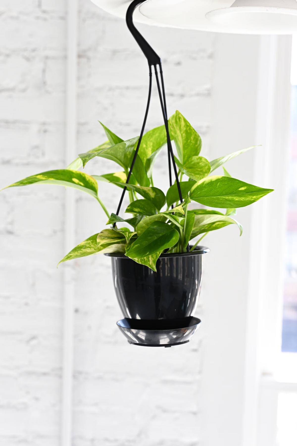 best hanging plants for low light indoors