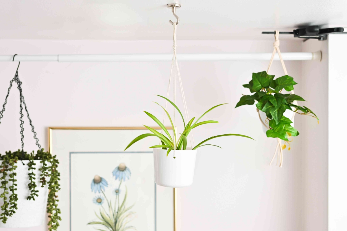best hanging plants indoor low light