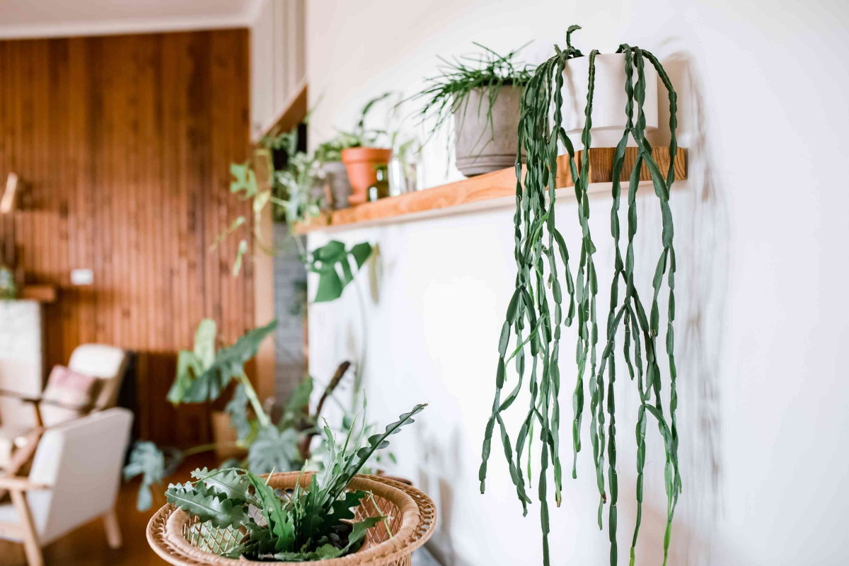 best indoor hanging plants for low light