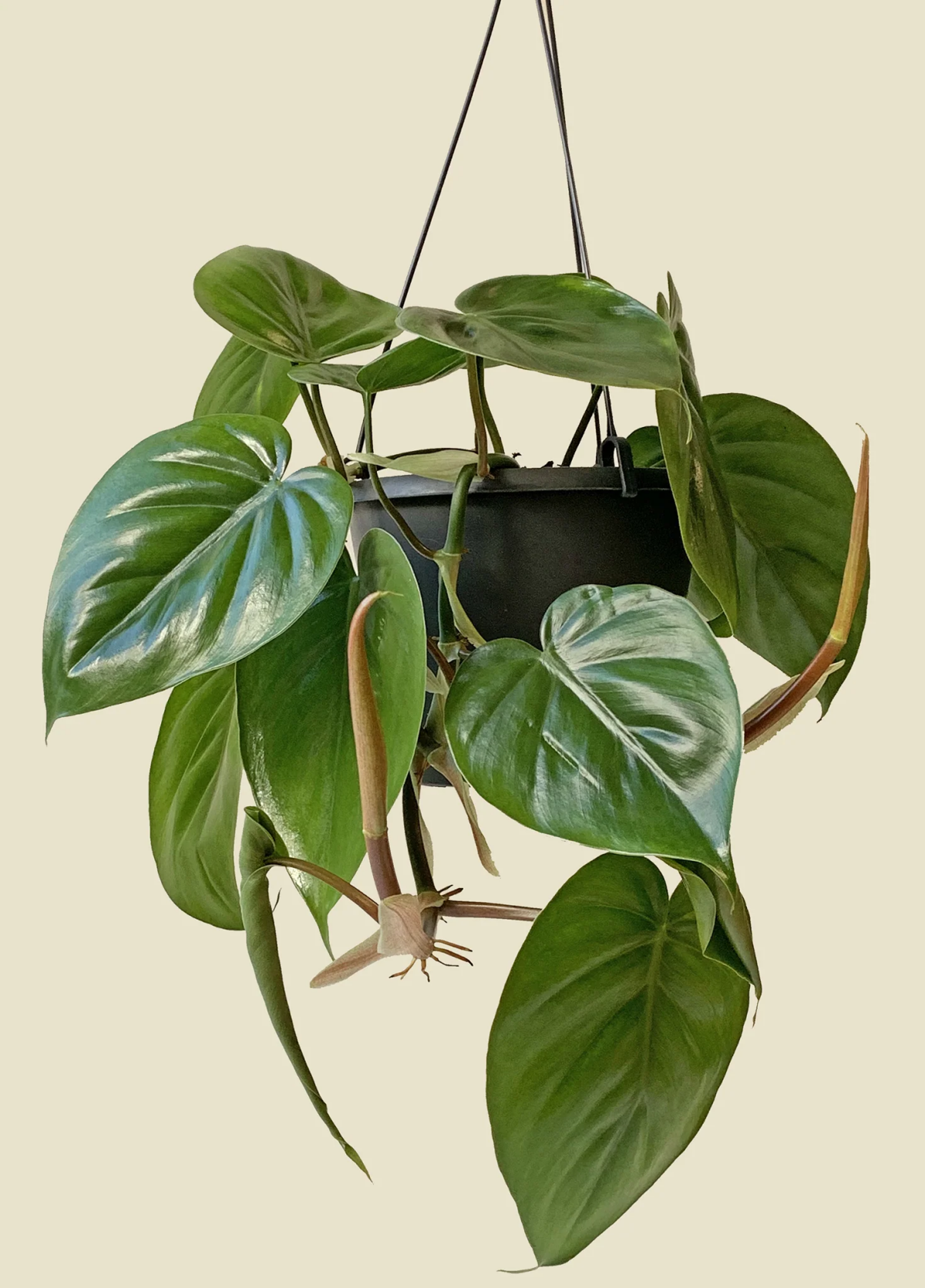 best indoor hanging plants low light