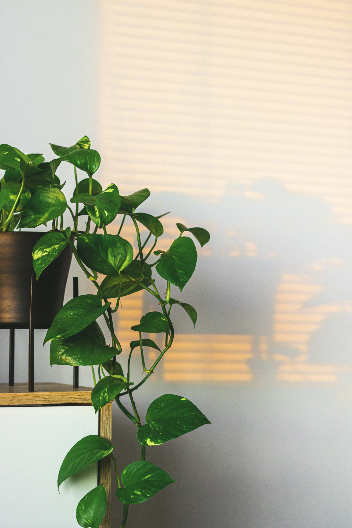 best low light hanging indoor plants