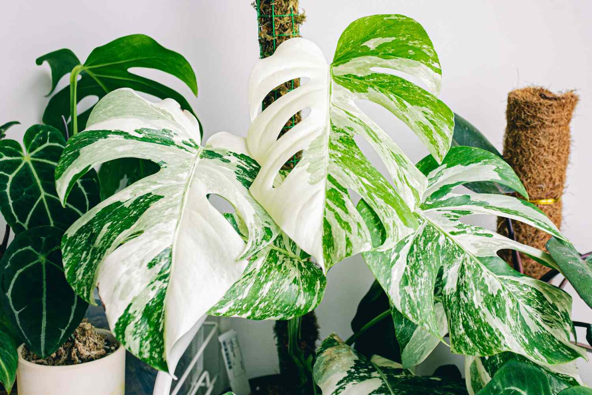 Monstera Albo: The Ultimate Guide To Growing Your Own Variegated Wonder