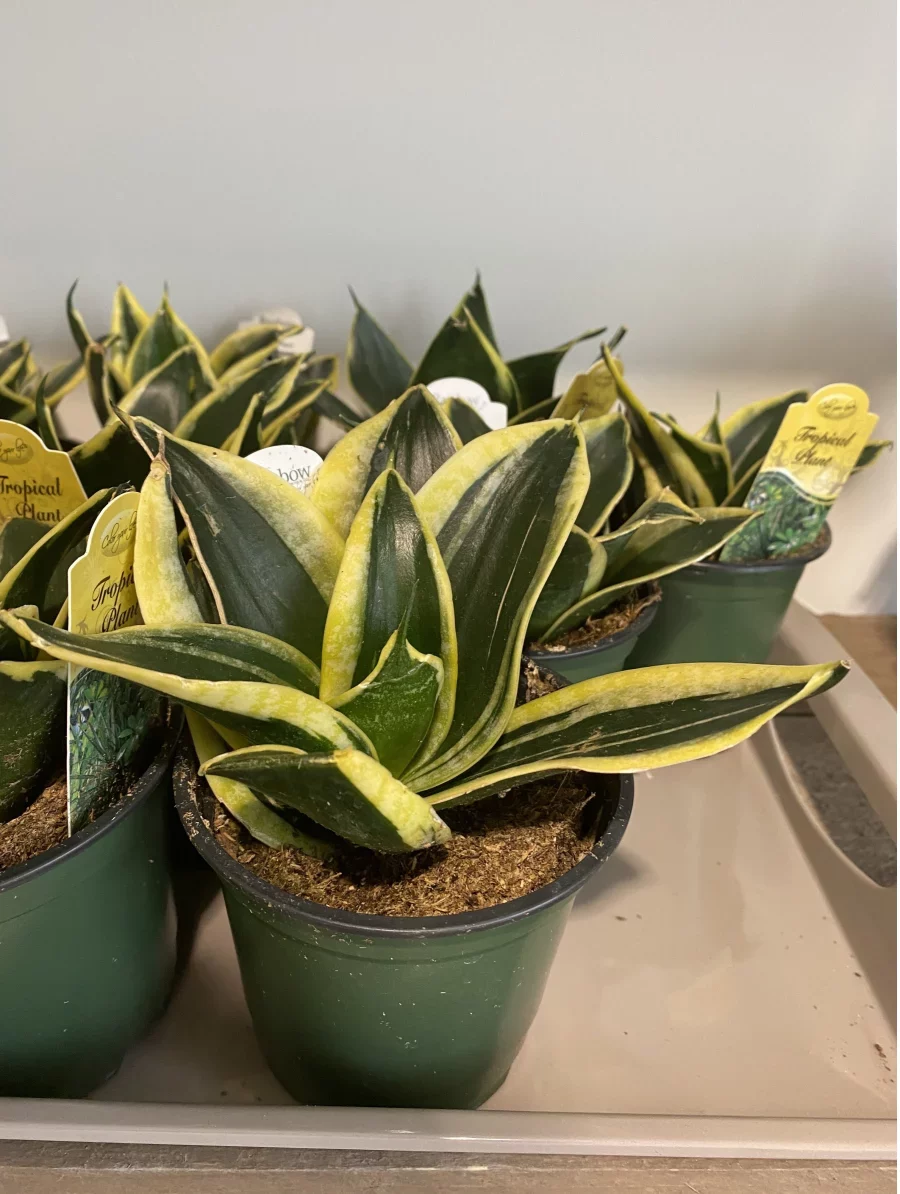 birds nest snake plants