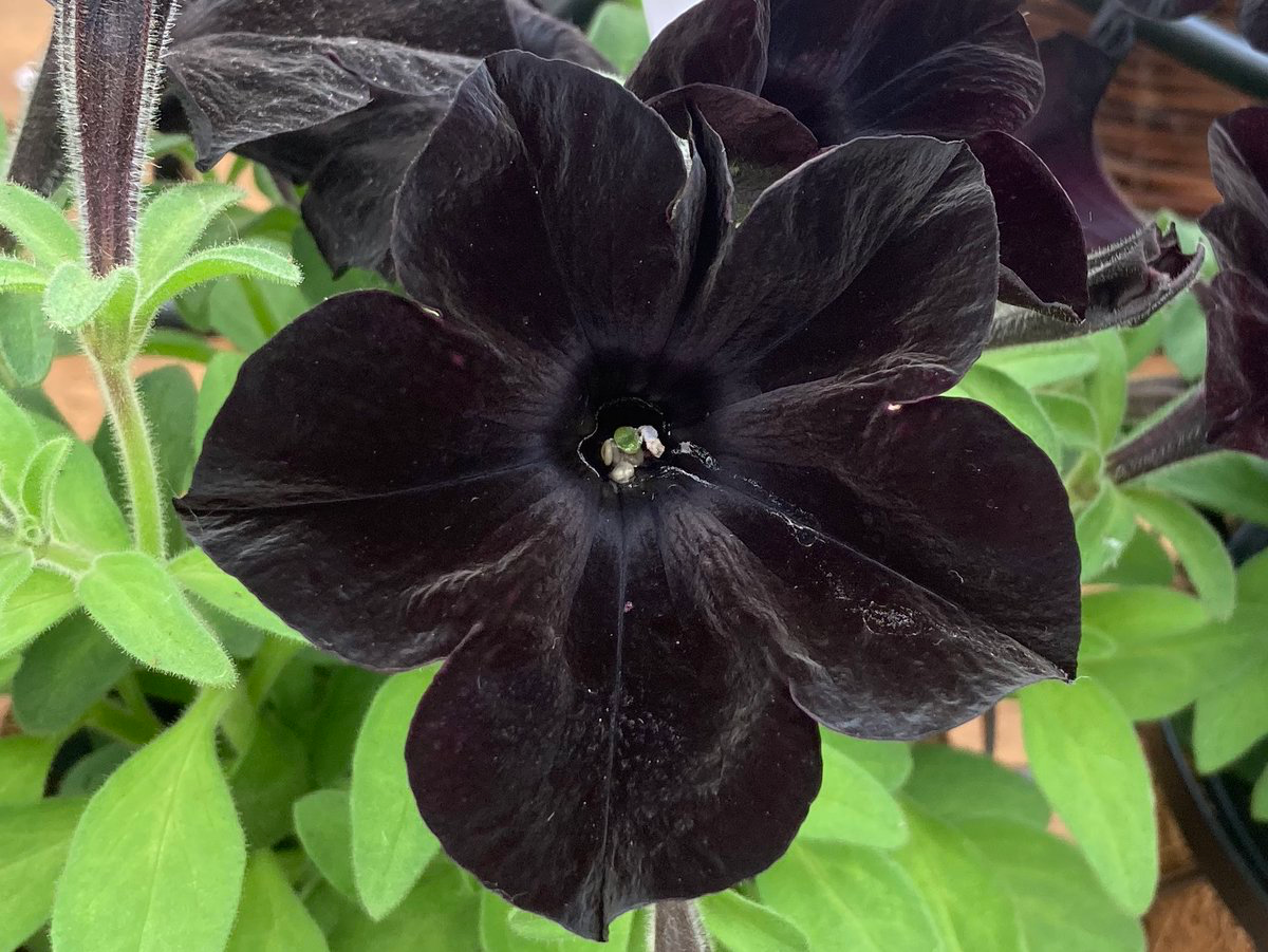black flower petunia