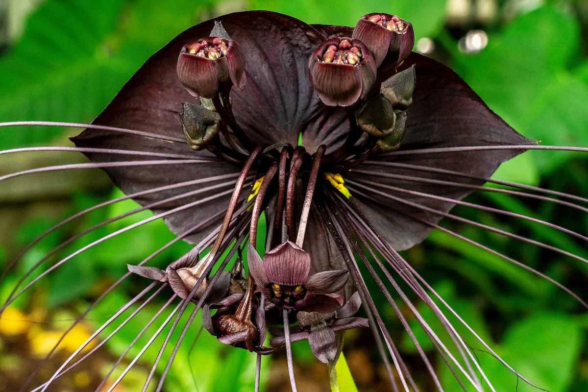 black plants black bat flower plant