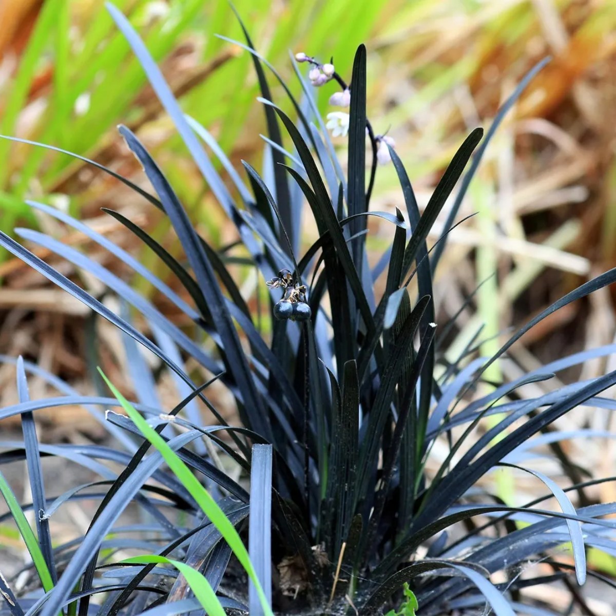 black plants black mondo grass