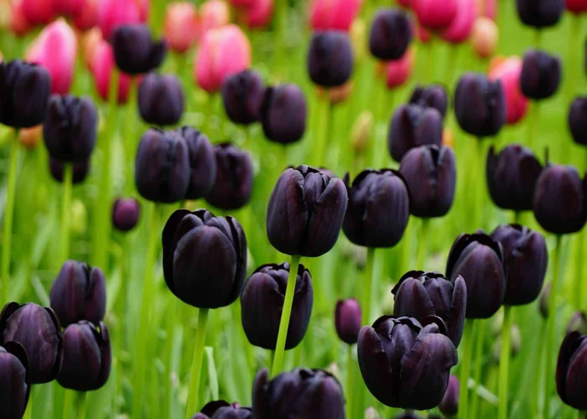 black plants black tulips in the field